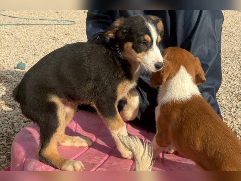 Leela - Lieblingshunde suchen ihren Menschen