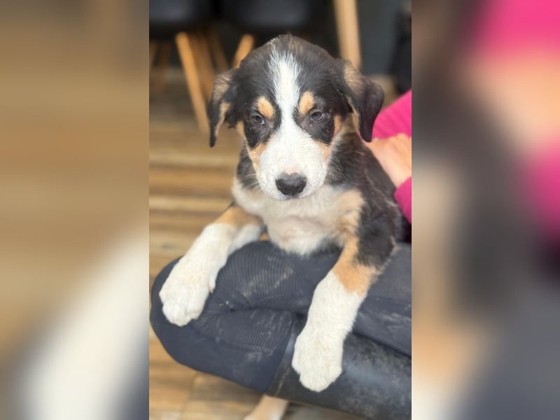 Leela - Lieblingshunde suchen ihren Menschen