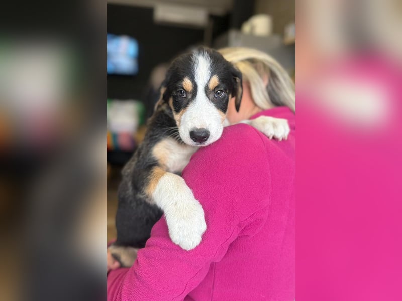 Leela - Lieblingshunde suchen ihren Menschen