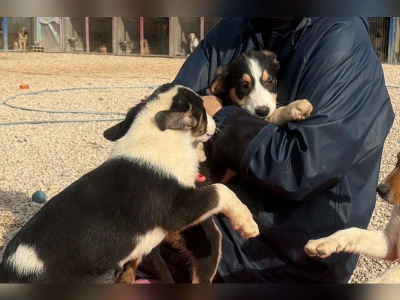 Leela - Lieblingshunde suchen ihren Menschen