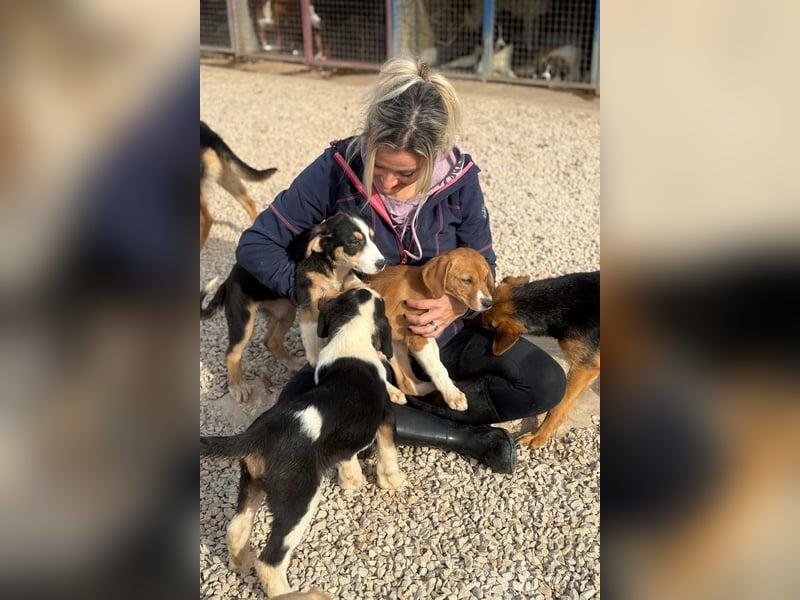 Leela - Lieblingshunde suchen ihren Menschen