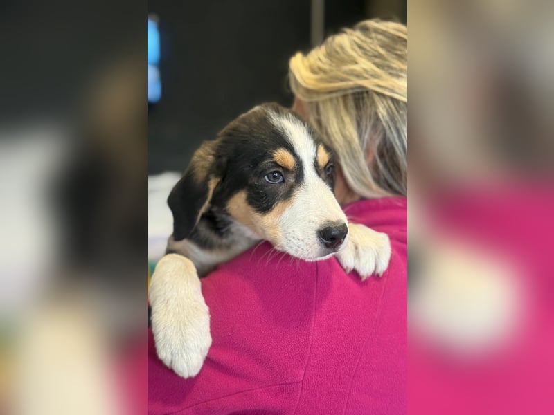 Leela - Lieblingshunde suchen ihren Menschen