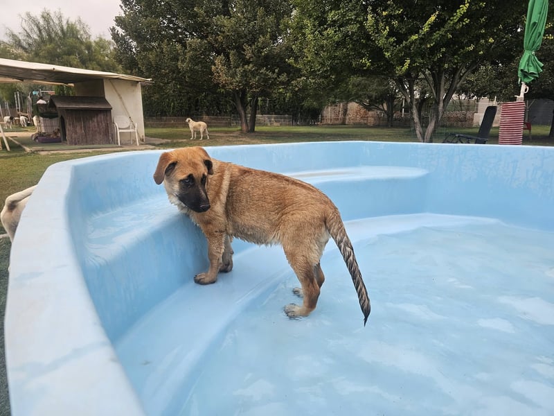 BOLITA ❤️ pure Zuneigung, Pflegefamilie Mülheim adR
