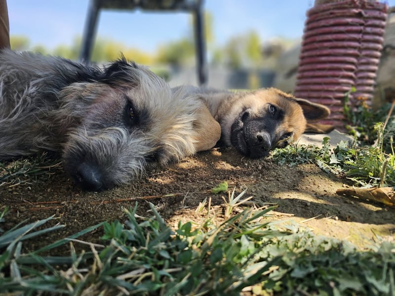 BOLITA ❤️ pure Zuneigung, Pflegefamilie Mülheim adR