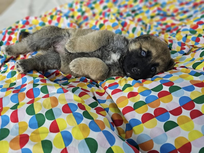 BOLITA ❤️ pure Zuneigung, Pflegefamilie Mülheim adR