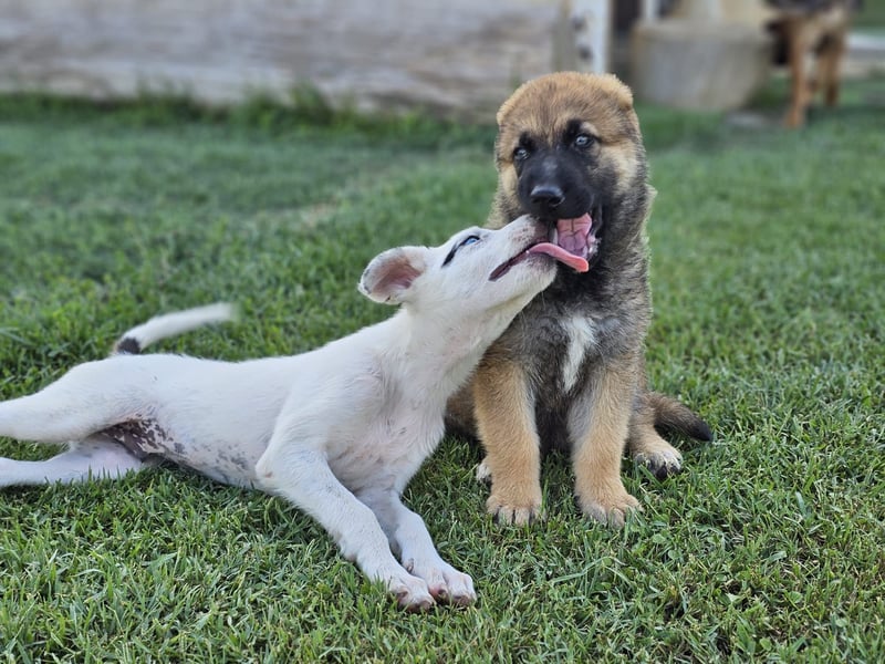 BOLITA ❤️ pure Zuneigung, Pflegefamilie Mülheim adR