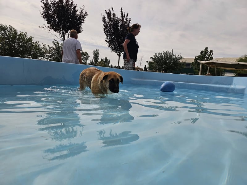 BOLITA ❤️ pure Zuneigung, Pflegefamilie Mülheim adR