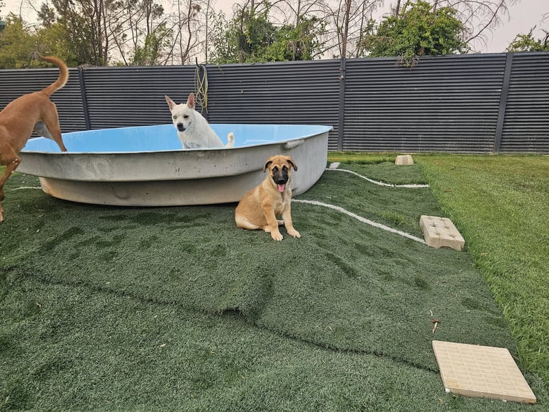 BOLITA ❤️ pure Zuneigung, Pflegefamilie Mülheim adR