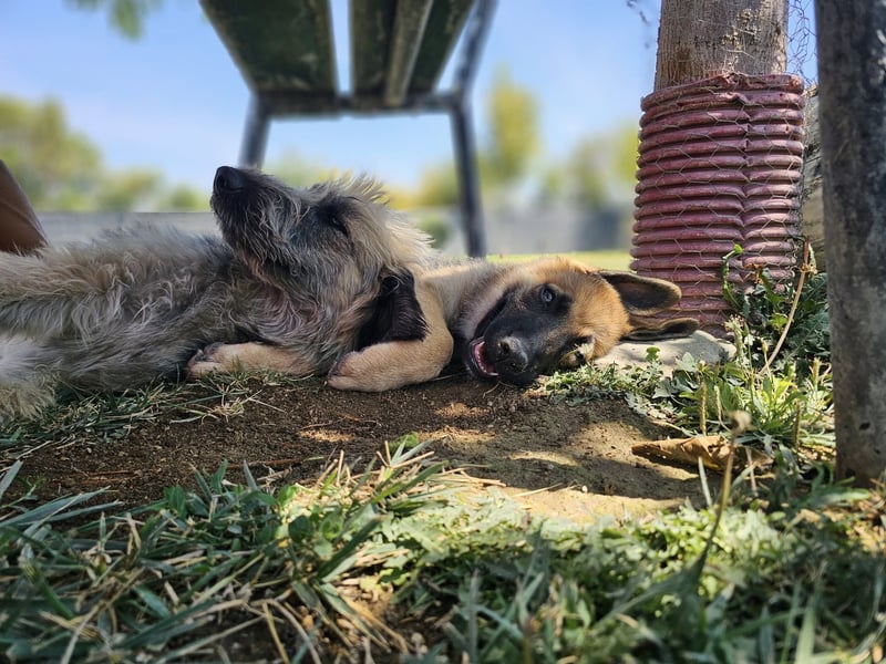 BOLITA ❤️ pure Zuneigung, Pflegefamilie Mülheim adR