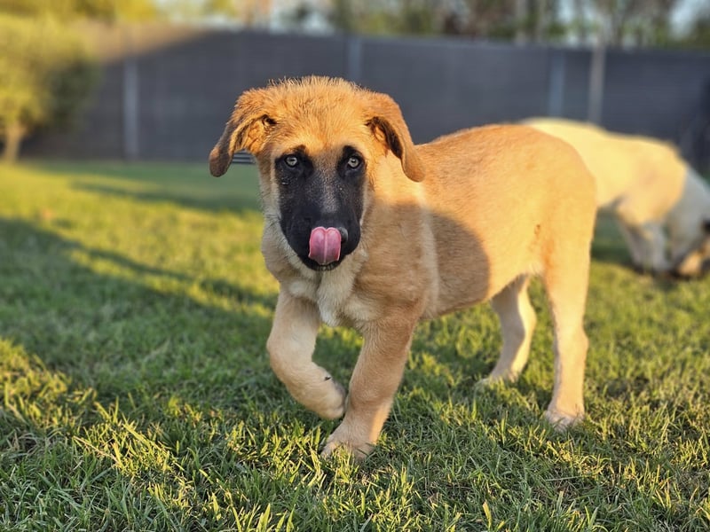 BOLITA ❤️ pure Zuneigung, Pflegefamilie Mülheim adR