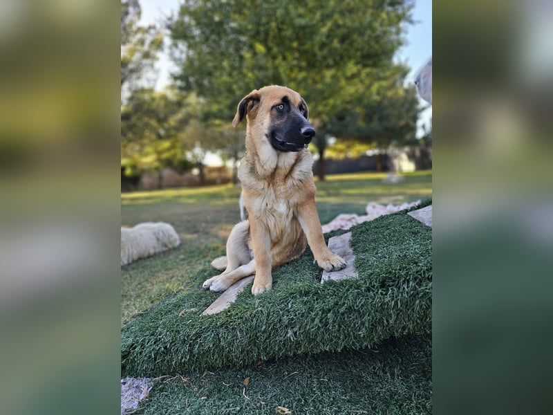 BOLITA ❤️ pure Zuneigung, Pflegefamilie Mülheim adR