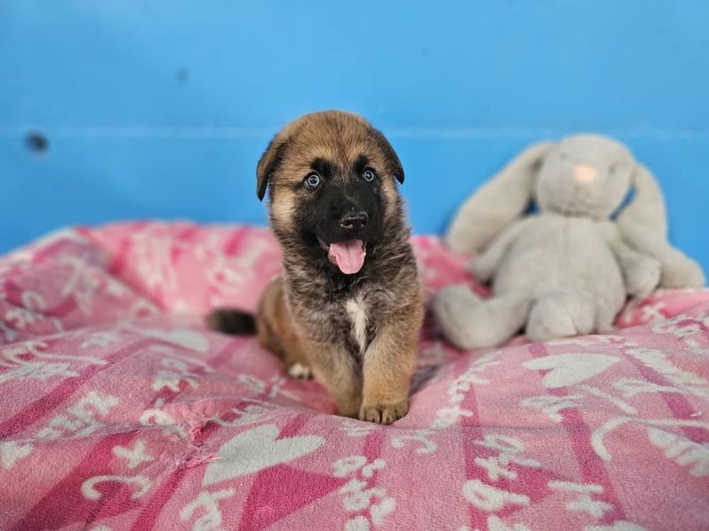 BOLITA ❤️ pure Zuneigung, Pflegefamilie Mülheim adR