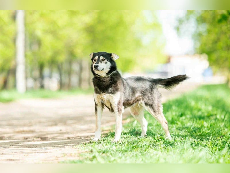 Fröhliche Lina sucht liebevolles Zuhause Fröhliche Lina sucht liebevolles Zuhause