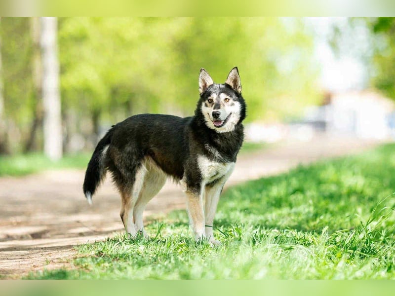 Fröhliche Lina sucht liebevolles Zuhause Fröhliche Lina sucht liebevolles Zuhause
