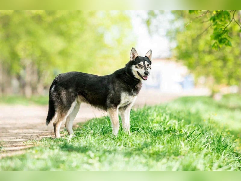 Fröhliche Lina sucht liebevolles Zuhause Fröhliche Lina sucht liebevolles Zuhause