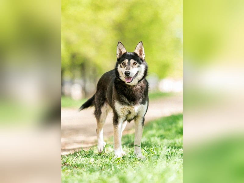 Frohnatur Lina sucht liebevolles Zuhause