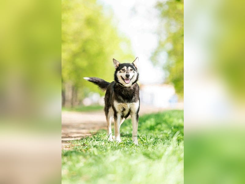 Fröhliche Lina sucht liebevolles Zuhause Fröhliche Lina sucht liebevolles Zuhause