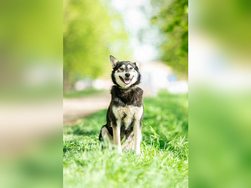 Fröhliche Lina sucht liebevolles Zuhause Fröhliche Lina sucht liebevolles Zuhause