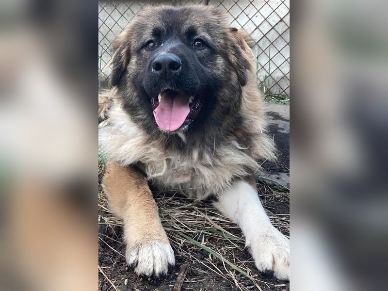 KIRA, süße und abenteuerlustige Knallerbse