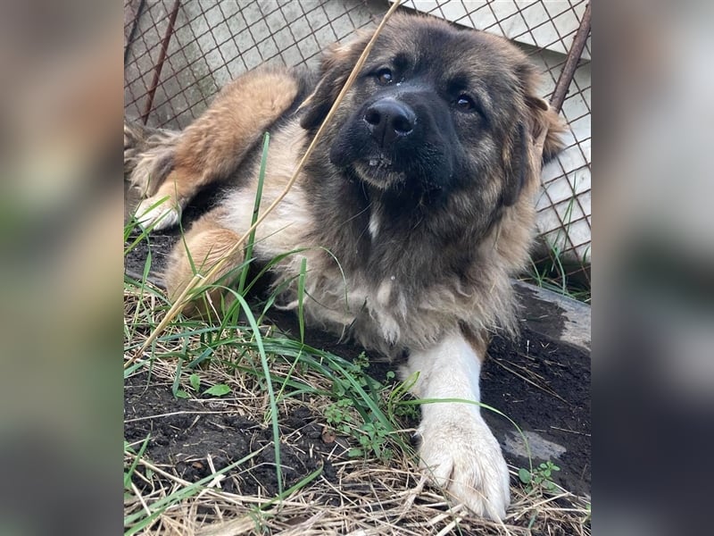 KIRA, süße und abenteuerlustige Knallerbse