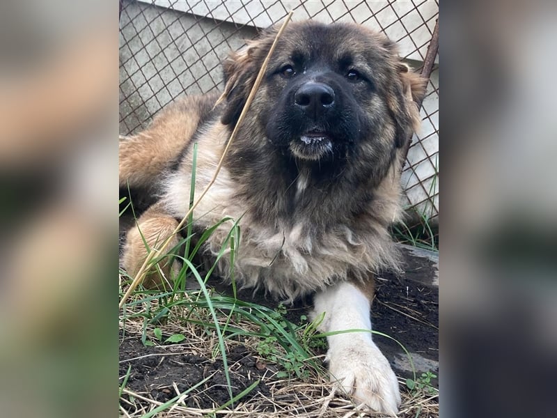 KIRA, süße und abenteuerlustige Knallerbse