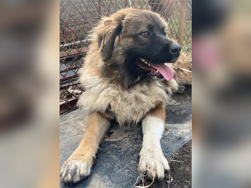 KIRA, süße und abenteuerlustige Knallerbse