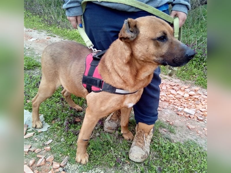 BUKSI 1, von herzlosem Besitzer ausgesetzt (mit Videos)
