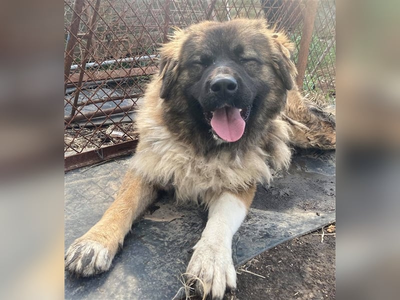 KIRA, süße und abenteuerlustige Knallerbse