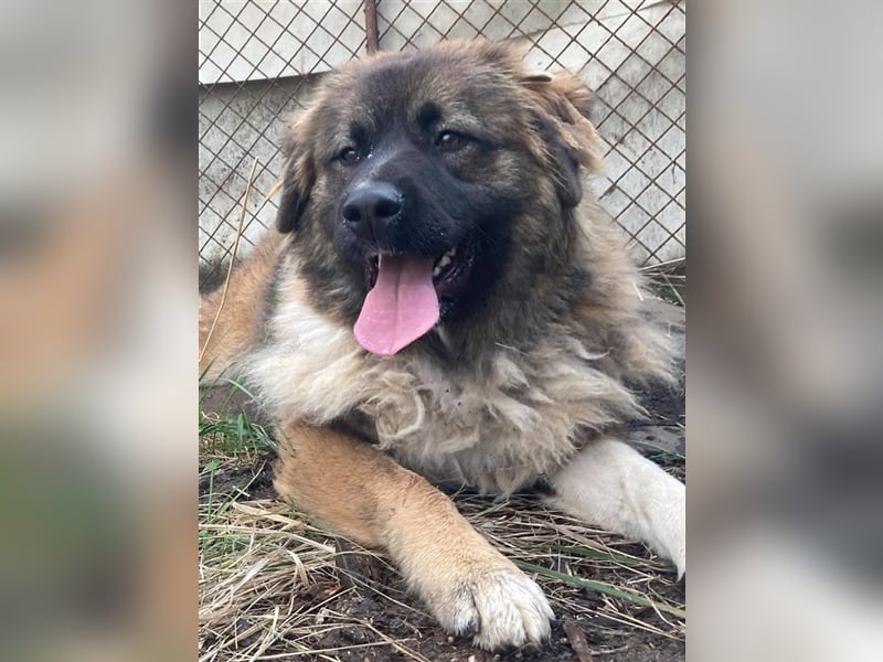 KIRA, süße und abenteuerlustige Knallerbse