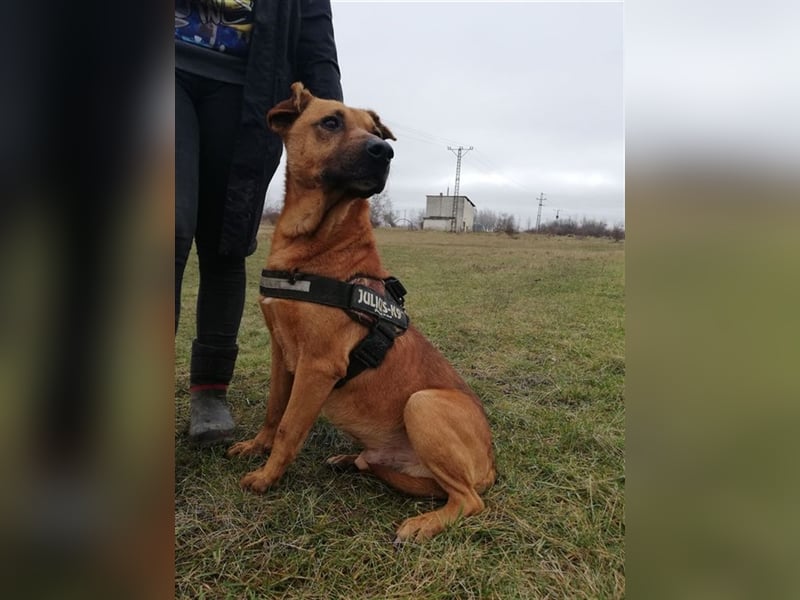 BUKSI 1, von herzlosem Besitzer ausgesetzt (mit Videos)