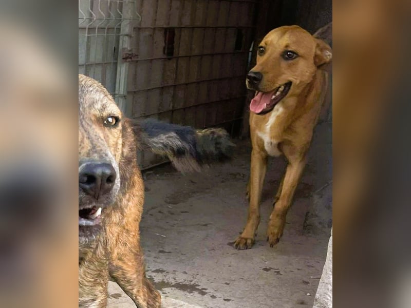 Herzensbrecher und Sunnyboy „Sancho“ - sucht seine Familie