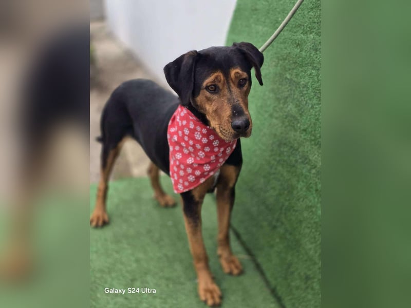 Mike – ein Vierbeiner mit WOW Effekt