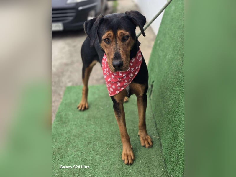 Mike – ein Vierbeiner mit WOW Effekt