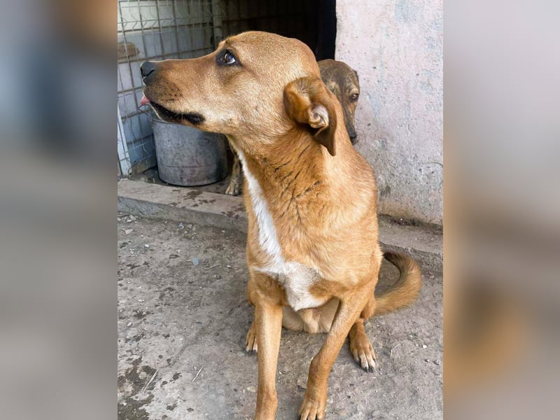 Herzensbrecher und Sunnyboy „Sancho“ - sucht seine Familie
