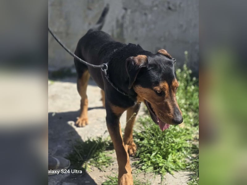 Mike – ein Vierbeiner mit WOW Effekt