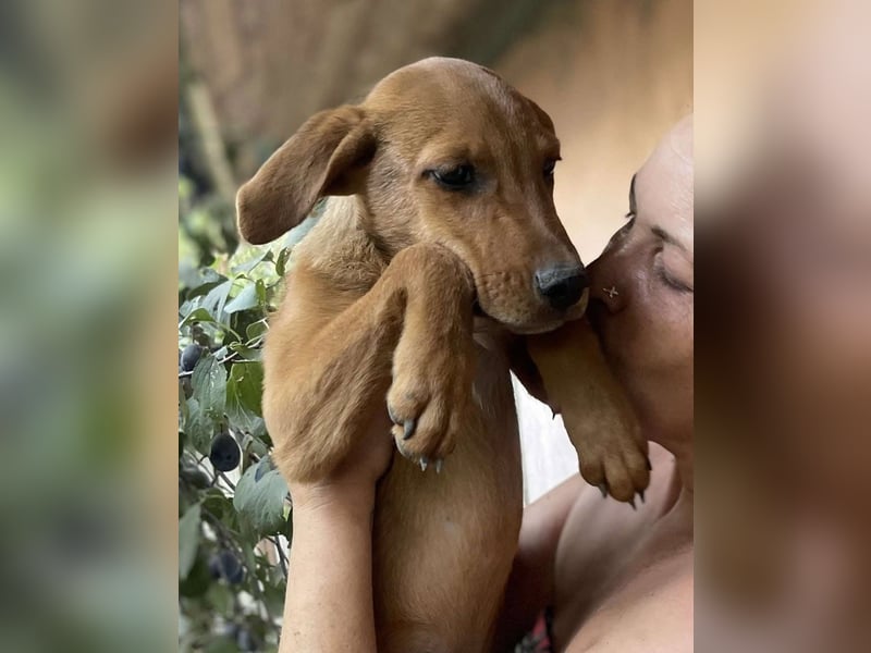 Herzensbrecher und Sunnyboy „Sancho“ - sucht seine Familie