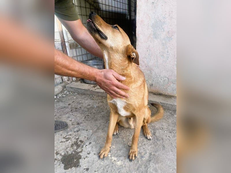 Herzensbrecher und Sunnyboy „Sancho“ - sucht seine Familie
