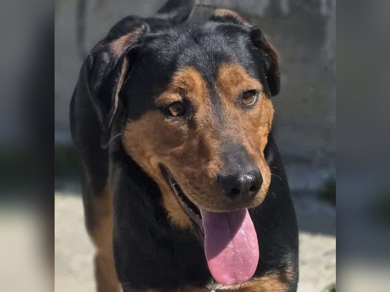 Mike – ein Vierbeiner mit WOW Effekt