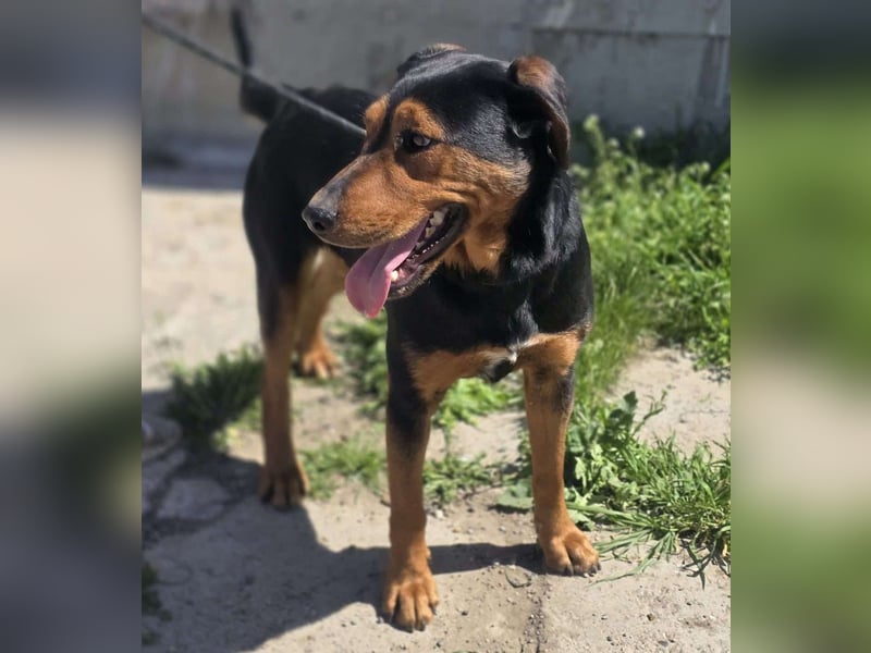 Mike – ein Vierbeiner mit WOW Effekt