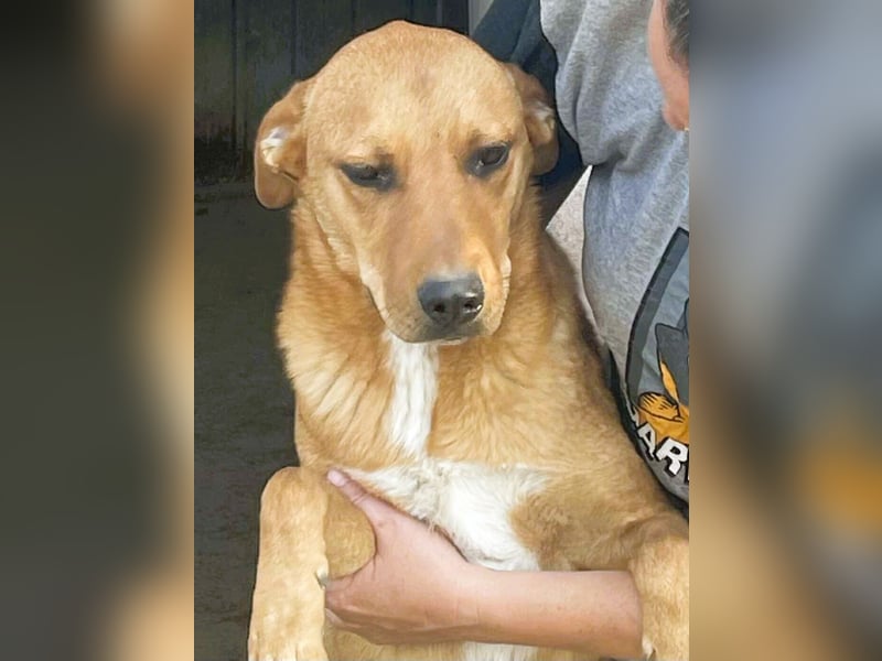 Herzensbrecher und Sunnyboy „Sancho“ - sucht seine Familie