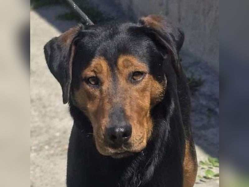 Mike – ein Vierbeiner mit WOW Effekt