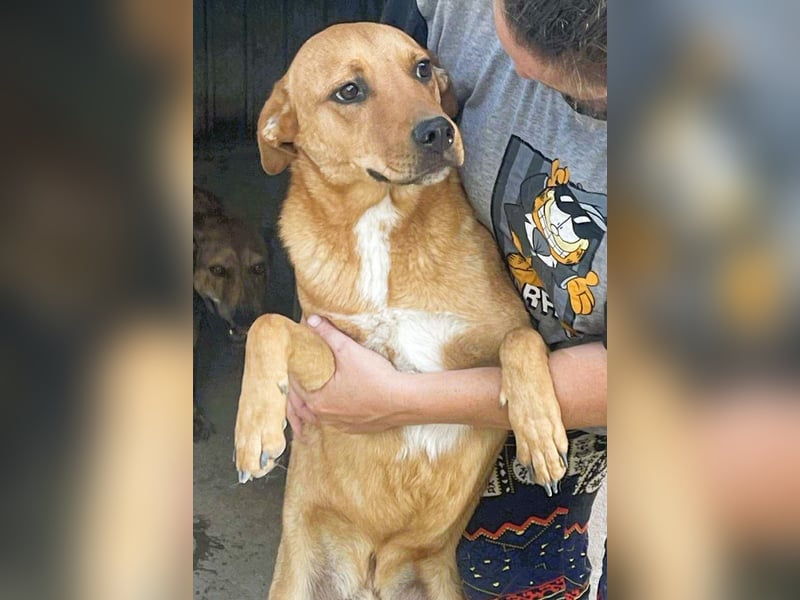 Herzensbrecher und Sunnyboy „Sancho“ - sucht seine Familie
