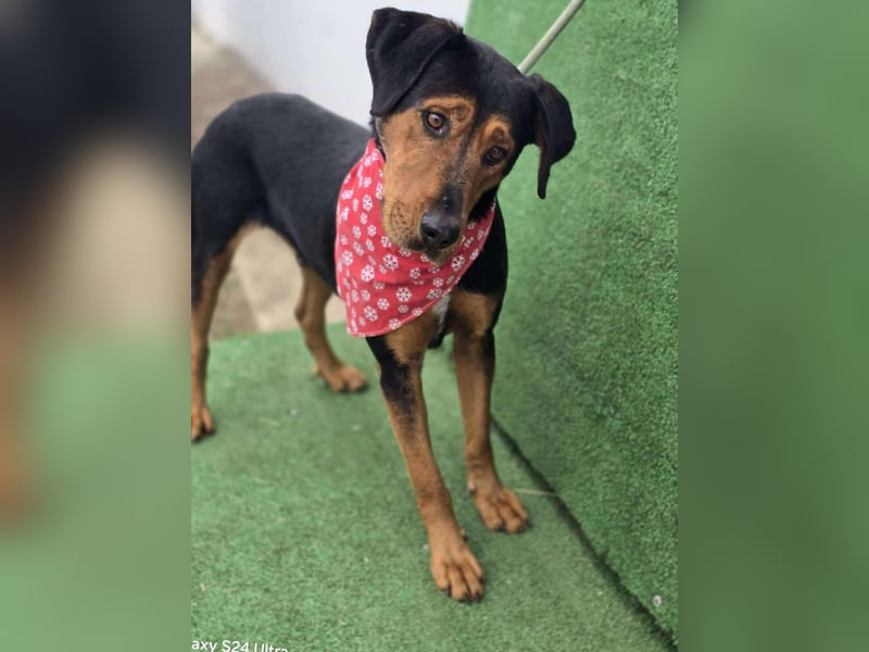 Mike – ein Vierbeiner mit WOW Effekt