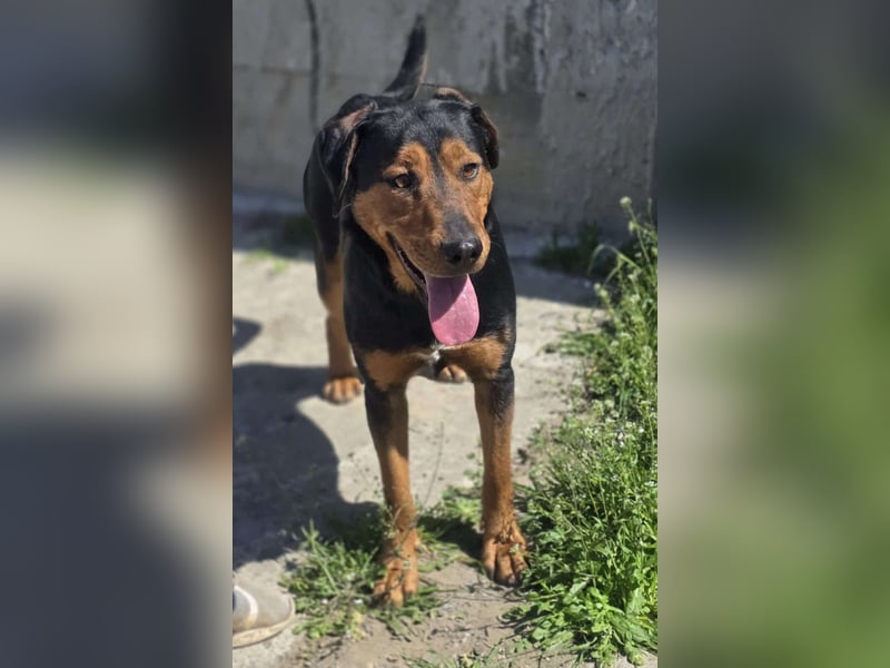 Mike – ein Vierbeiner mit WOW Effekt