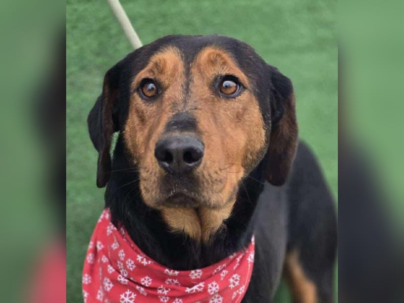 Mike – ein Vierbeiner mit WOW Effekt