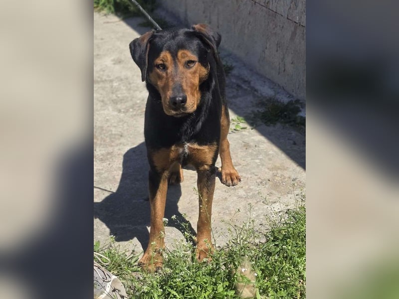 Mike – ein Vierbeiner mit WOW Effekt