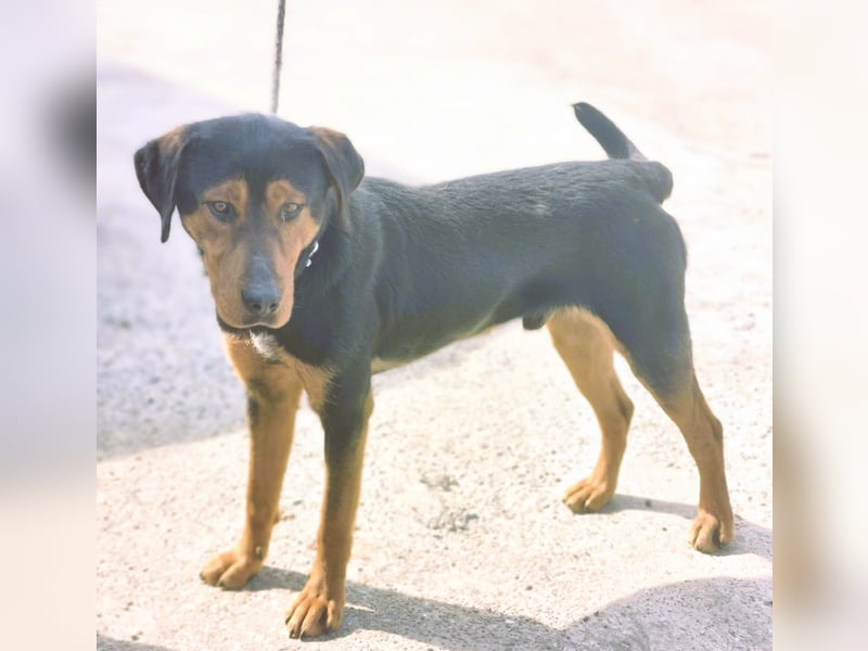 Mike – ein Vierbeiner mit WOW Effekt