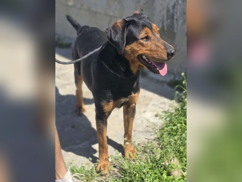 Mike – ein Vierbeiner mit WOW Effekt