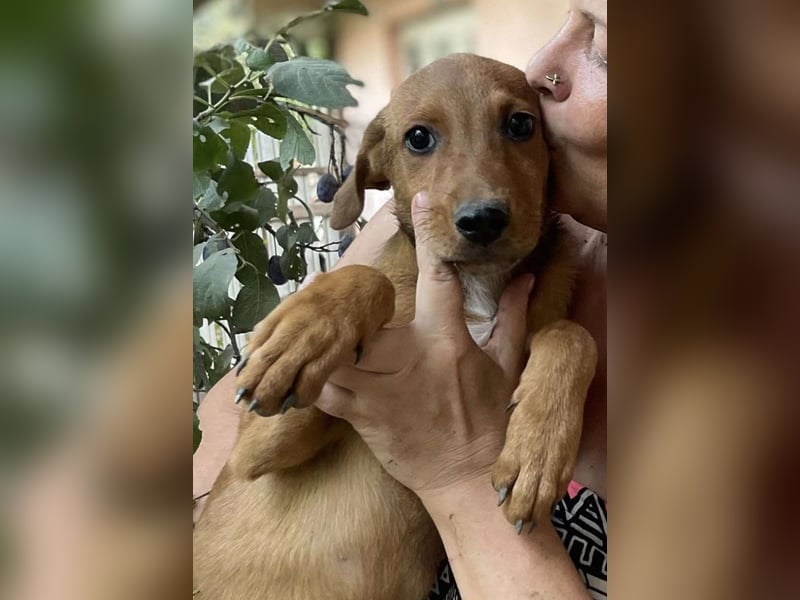 Herzensbrecher und Sunnyboy „Sancho“ - sucht seine Familie