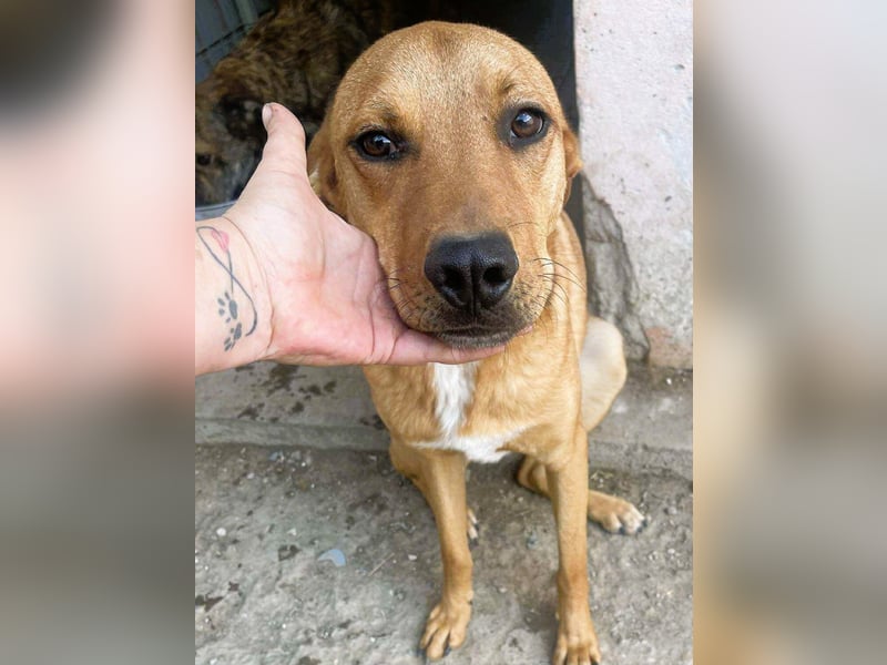 Herzensbrecher und Sunnyboy „Sancho“ - sucht seine Familie
